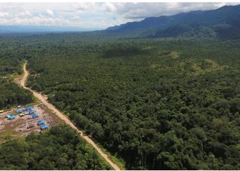 Hutan di Papua Barat. Foto: IST