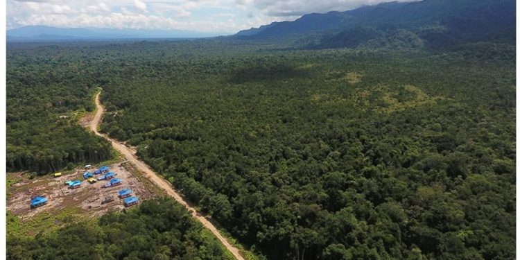 Hutan di Papua Barat. Foto: IST