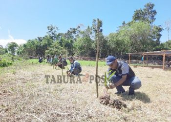 Hari Bhakti Rimbawan ke-39, CDK Mansel Tanam 50 Anakan Tabebuya
