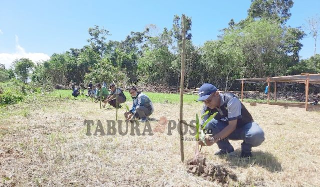 Hari Bhakti Rimbawan ke-39, CDK Mansel Tanam 50 Anakan Tabebuya