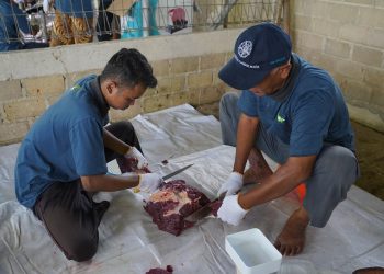 Lebih Dekat dengan Warga Fakfak, PKT Salurkan Bantuan 6 Sapi Kurban