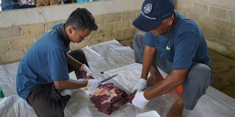 Lebih Dekat dengan Warga Fakfak, PKT Salurkan Bantuan 6 Sapi Kurban