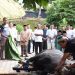 Masjid Istiqlal Kodam XVIII Kasuari Sembelih Hewan Kurban 10 Ekor
