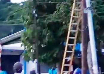 Pemeliharaan Jaringan Listrik di Bintuni Perlu Perhatian Lebih, Beberapa Tiang Perlu Diganti