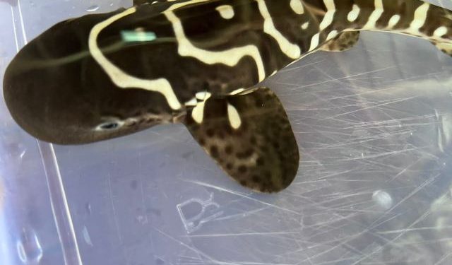 Ada TNI Rekrutmen Afirmasi Otsus Tak Bisa Membaca dan Menulis Disayangkan MRPB