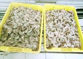 Bumdes Tareso Mati Tepei Butuh Kerja Sama dengan Pabrik Pengalengan Hasil Laut Bintuni