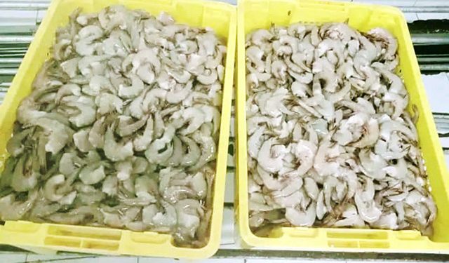 Bumdes Tareso Mati Tepei Butuh Kerja Sama dengan Pabrik Pengalengan Hasil Laut Bintuni