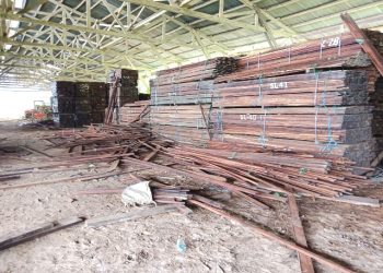 Di Kampung Koy, Ratusan Kubik Kayu Merbau yang akan Dilelang Raib Dicuri