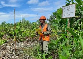 Sukses di Bintuni, bp Target Merehabilitasi Sekitar 7.000 ha Hutan di Papua Barat