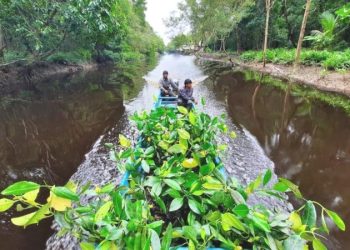 bp Target Merehabilitasi 7.000 ha Hutan di Papua Barat
