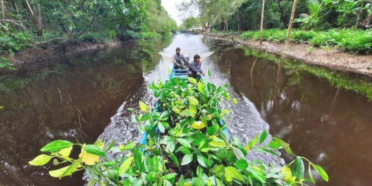 bp Target Merehabilitasi 7.000 ha Hutan di Papua Barat