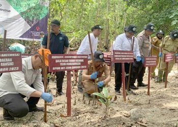 BPOM Manokwari Tanam 500 Bibit Mangrove di Telaga Wasti