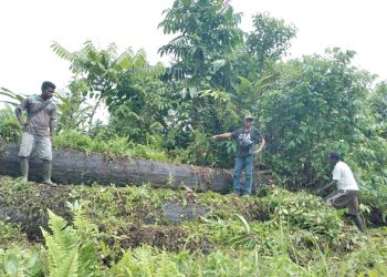 Terdakwa ATT Menjadi ‘Tumbal’ Kasus Dugaan Illegal Logging di Teluk Bintuni