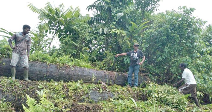 Terdakwa ATT Menjadi ‘Tumbal’ Kasus Dugaan Illegal Logging di Teluk Bintuni