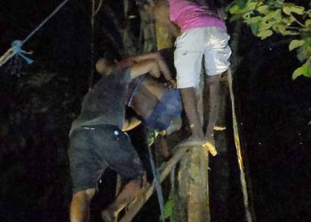 Seorang Pegawai Tersangkut di Atas Pohon Langsat 9 Jam