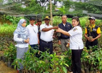 DLH Mansel Bantu Sekolah Calon Adiwiyata Bibit Tanaman Berbuah
