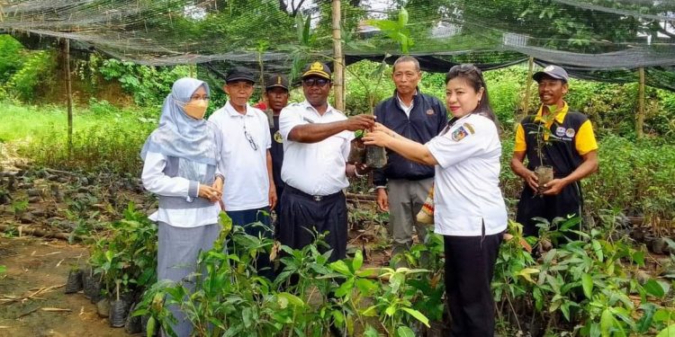 DLH Mansel Bantu Sekolah Calon Adiwiyata Bibit Tanaman Berbuah