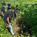 Penemuan Mayat Tinggal Tengkorak di Hutan Belakang Kantor Bupati Manokwari