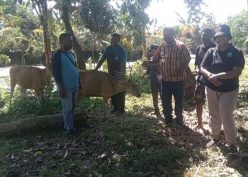 Dinas Peternakan Provinsi dan Kabupaten Salurkan Bantuan Sapi kepada Kelompok Peternak di Manokwari