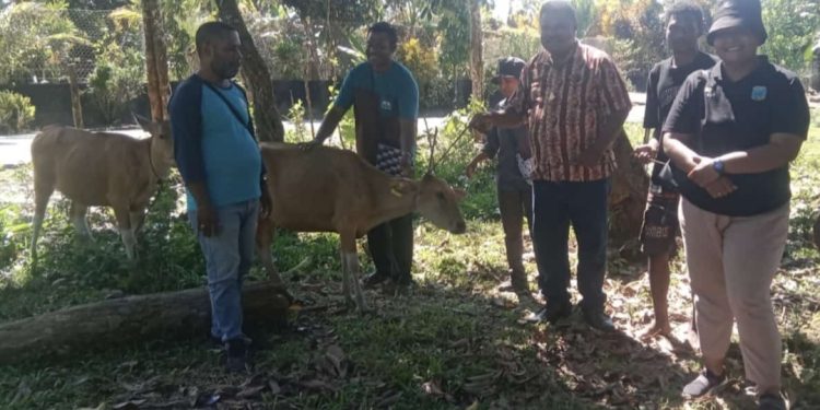Dinas Peternakan Provinsi dan Kabupaten Salurkan Bantuan Sapi kepada Kelompok Peternak di Manokwari