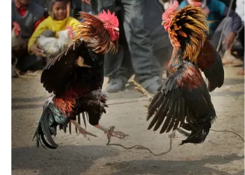 Amir Sianturi Tewas Tertembak di Lokasi Judi Sabung Ayam