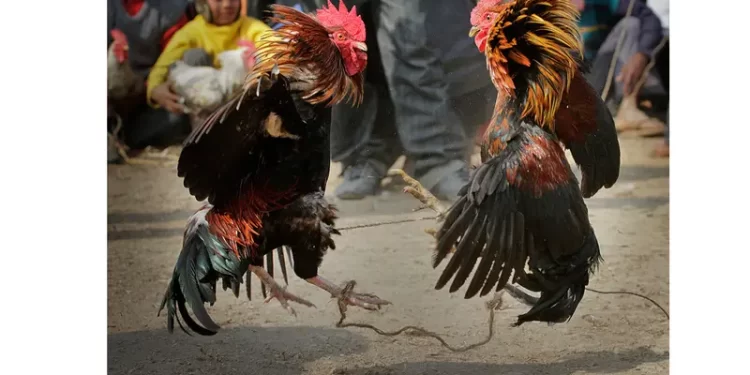 Amir Sianturi Tewas Tertembak di Lokasi Judi Sabung Ayam