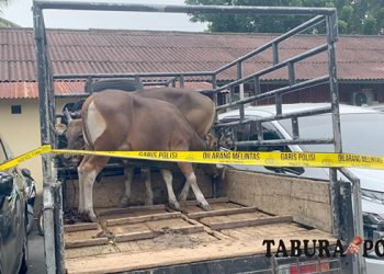 Polisi Ungkap Komplotan Pencurian Sapi, Pelaku Mengaku Terdesak Ekonomi Pernikahan Saudara