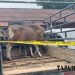 Polisi Ungkap Komplotan Pencurian Sapi, Pelaku Mengaku Terdesak Ekonomi Pernikahan Saudara