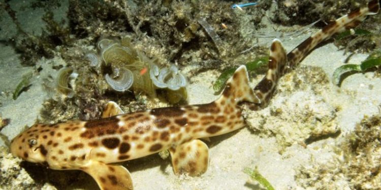 Balai Besar TNTC Tetapkan Hiu Berjalan sebagai Satwa Prioritas