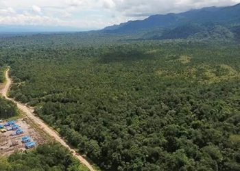 Kawasan Hutan Papua Barat Menyusut Jadi 6,3 Juta Hektar