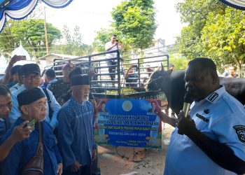 Papua Barat Daya Terima Bantuan 7 Ekor Sapi Kurban Presiden RI