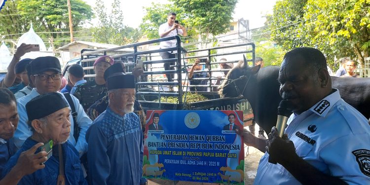Papua Barat Daya Terima Bantuan 7 Ekor Sapi Kurban Presiden RI