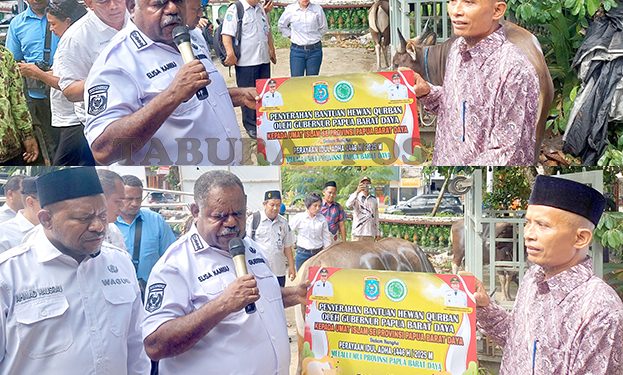 Pemprov Papua Barat Daya Sumbang 55 Ekor Sapi Kurban, Disalurkan oleh MUI PBD
