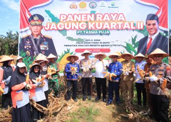 Kapolres Kampar Panen Raya Jagung:  Wujud Dukungan Nyata untuk Ketahanan Pangan Nasional
