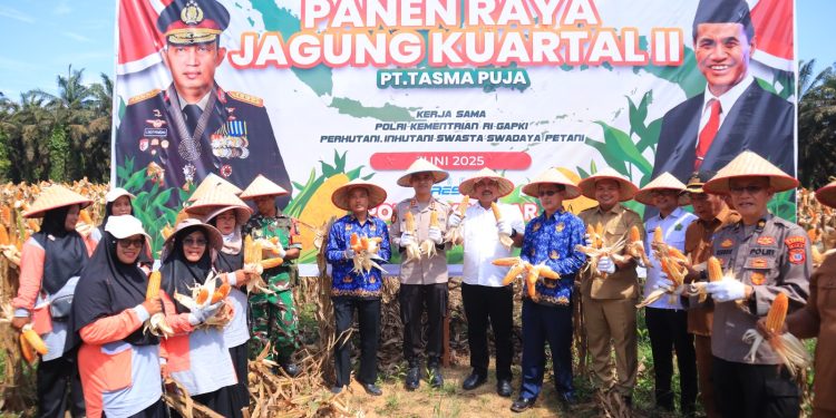Kapolres Kampar Panen Raya Jagung:  Wujud Dukungan Nyata untuk Ketahanan Pangan Nasional