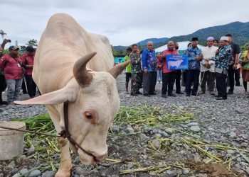 Secara Simbolis Dominggus Mandacan Serahkan Sapi Kurban Bantuan Presiden di Manokwari