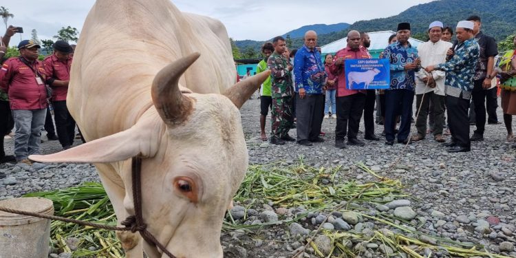 Secara Simbolis Dominggus Mandacan Serahkan Sapi Kurban Bantuan Presiden di Manokwari
