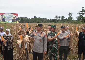 Polda Papua Barat Gelar Panen Raya Jagung Serentak Kuartal II