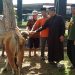 Maknai Iduladha 1446 H, Kapolda Kalteng Sumbang Seekor Sapi untuk Kurban PWI