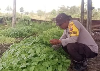 Polri Dukung Ketahanan Pangan: Bhabinkamtibmas Bomberay Dampingi Petani Tanam Cabai Unggul
