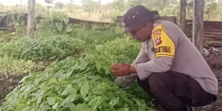 Polri Dukung Ketahanan Pangan: Bhabinkamtibmas Bomberay Dampingi Petani Tanam Cabai Unggul