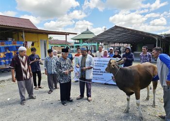 IKBA FKBK Manokwari Sumbang Satu Ekor Sapi Kurban ke Pesantren Salafiyah