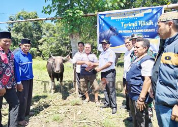Bupati Bernard Serahkan Hewan Qurban Pemerintah Pusat dan Daerah Pemkab Mansel, Pemprov PB dan Presiden