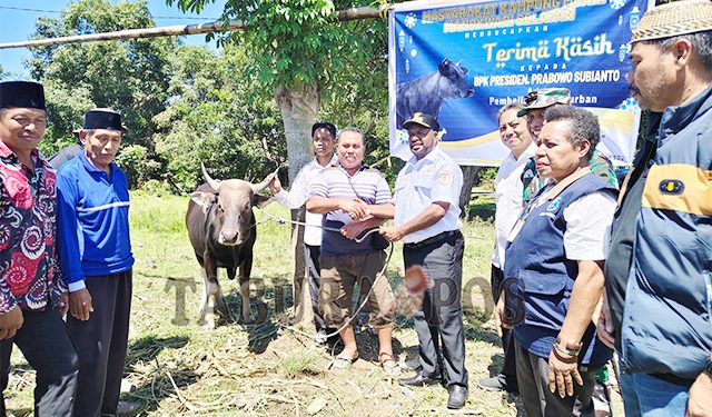 Bupati Bernard Serahkan Hewan Qurban Pemerintah Pusat dan Daerah Pemkab Mansel, Pemprov PB dan Presiden