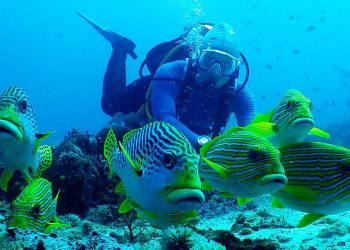 Sambut Keputusan Pemerintah, Konservasi Indonesia Sebut Raja Ampat Dilindungi, Bukan Ditambang