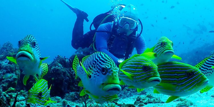 Sambut Keputusan Pemerintah, Konservasi Indonesia Sebut Raja Ampat Dilindungi, Bukan Ditambang