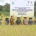 Perkuat Ketahanan Pangan, Pemkab Sorong Panen Padi bersama Poktan Harapan Jaya