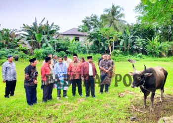 Pemkab Manokwari Sumbang 131 Sapi Kurban