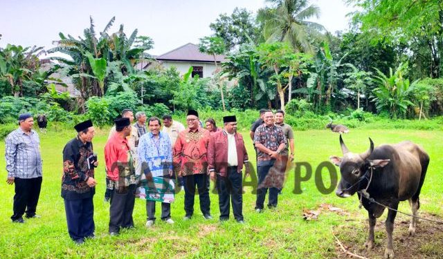 Pemkab Manokwari Sumbang 131 Sapi Kurban