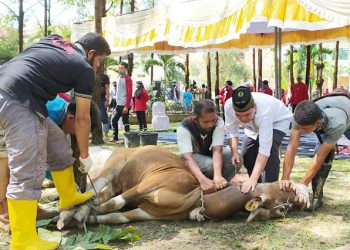 Bupati dan Wabup Manokwari Siapkan Ratusan Sapi Kurban